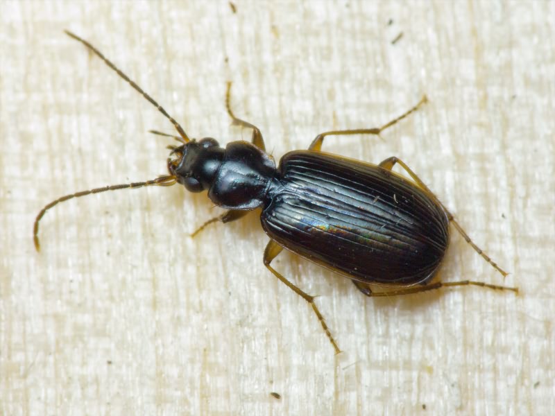 Badister (Baudia) collaris Motschulsky, 1844